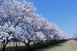 滑川事業所の桜