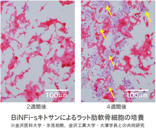 BiNFi-sキトサンによるラッ肋軟骨細胞の培養
